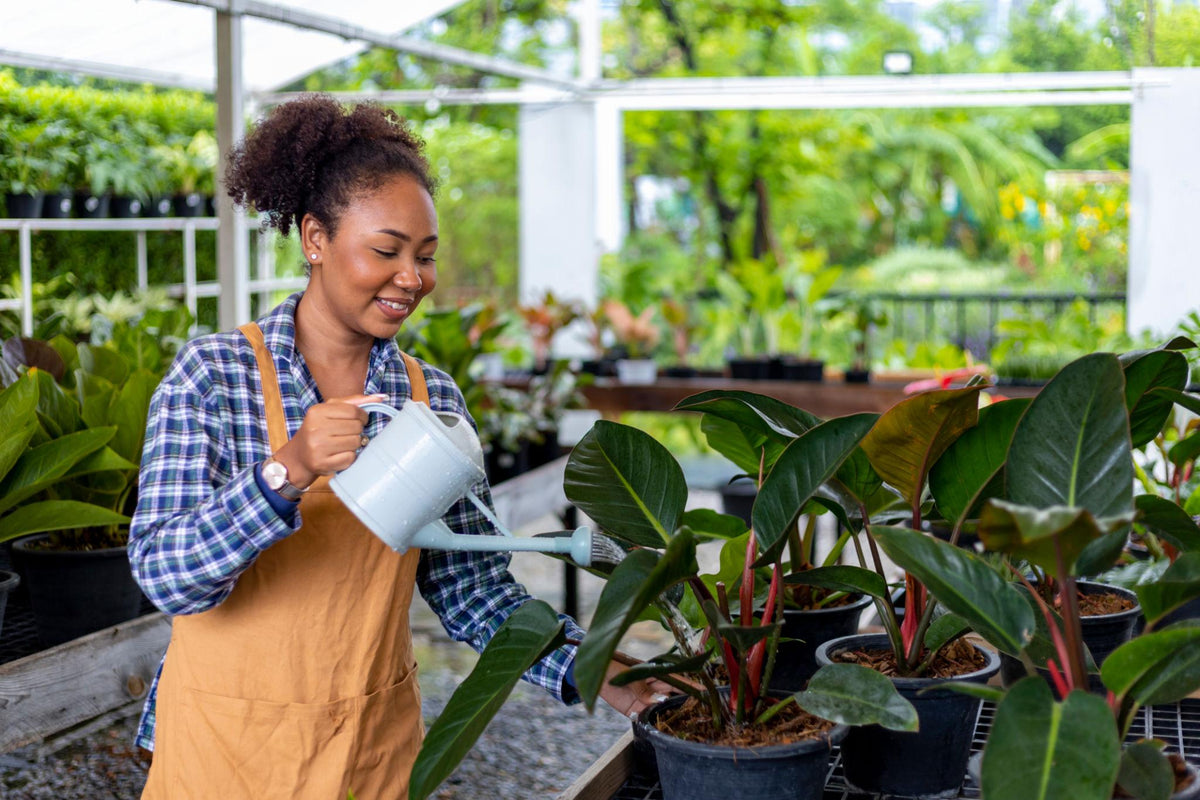 Keraleaf Plant Guides featuring tropical fruit plants, flowering plants, indoor plants, and gardening tips.