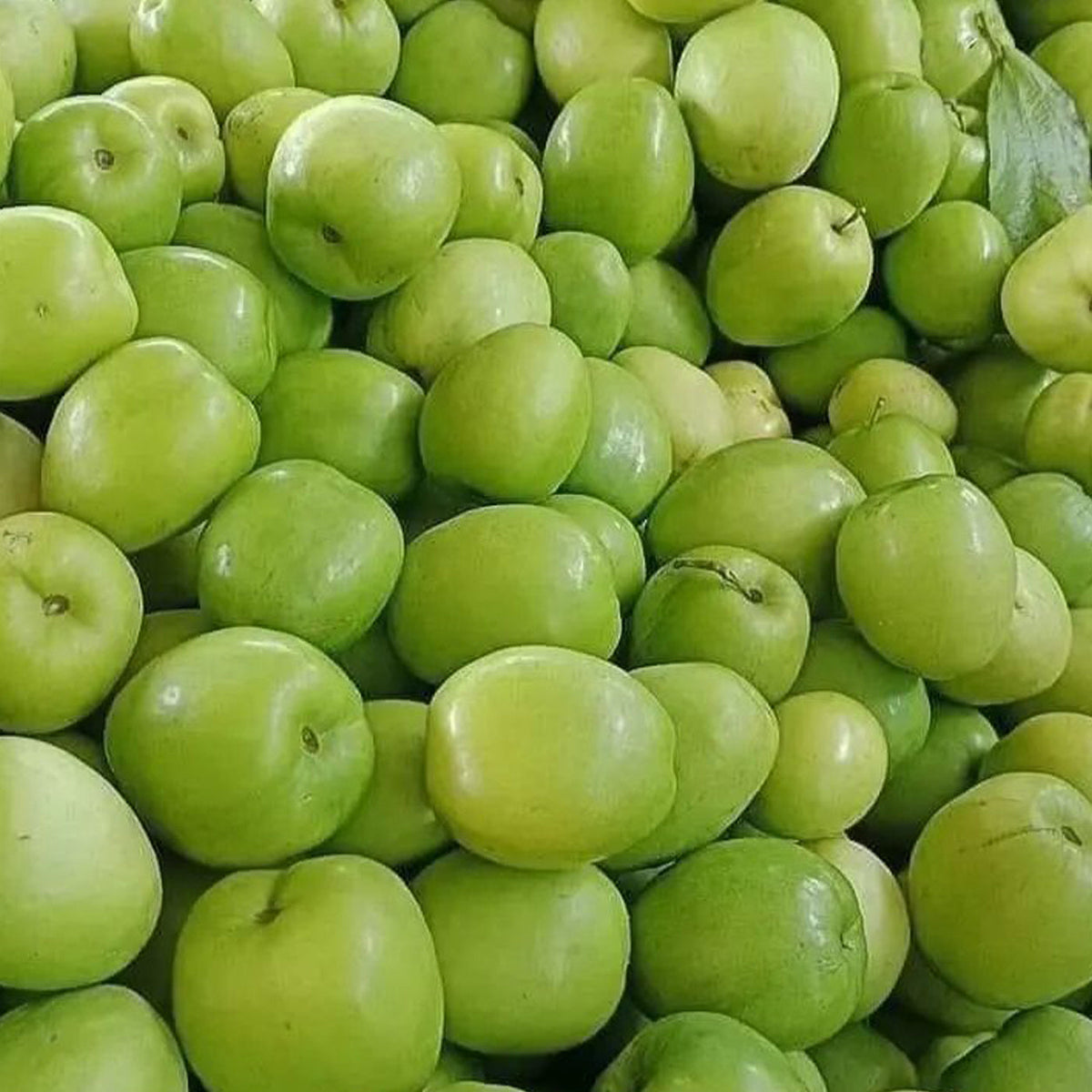 Apple Ber fruit plant with ripe fruits growing naturally in a home garden