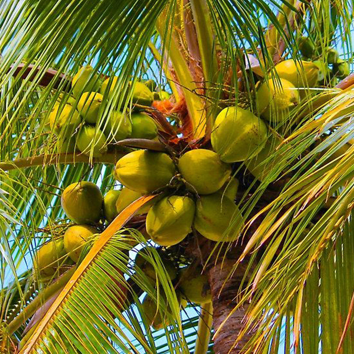 Coconut tree with healthy green coconuts growing naturally in a tropical garden