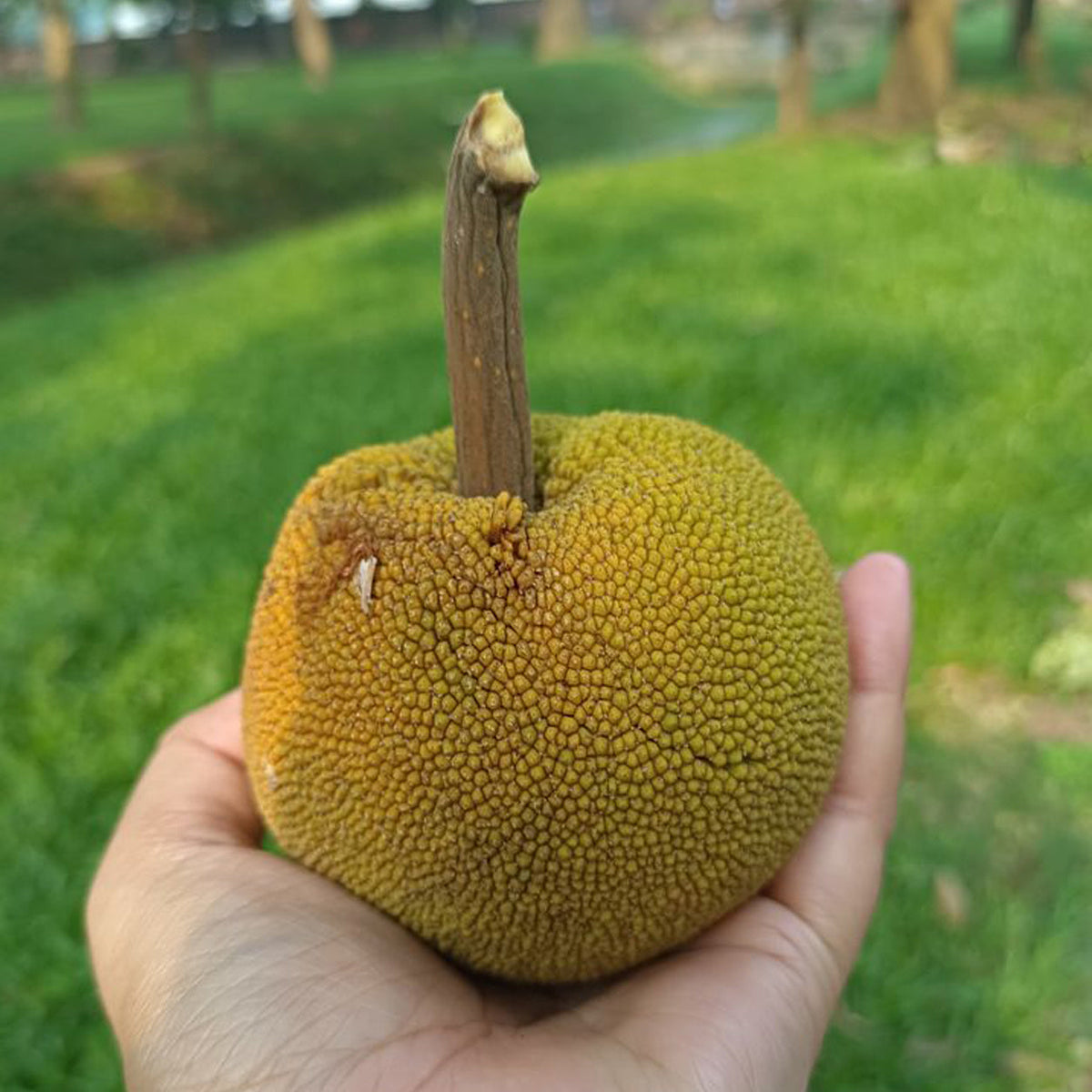 Mini Jackfruit plant with ripe tropical fruits growing naturally in a home garden