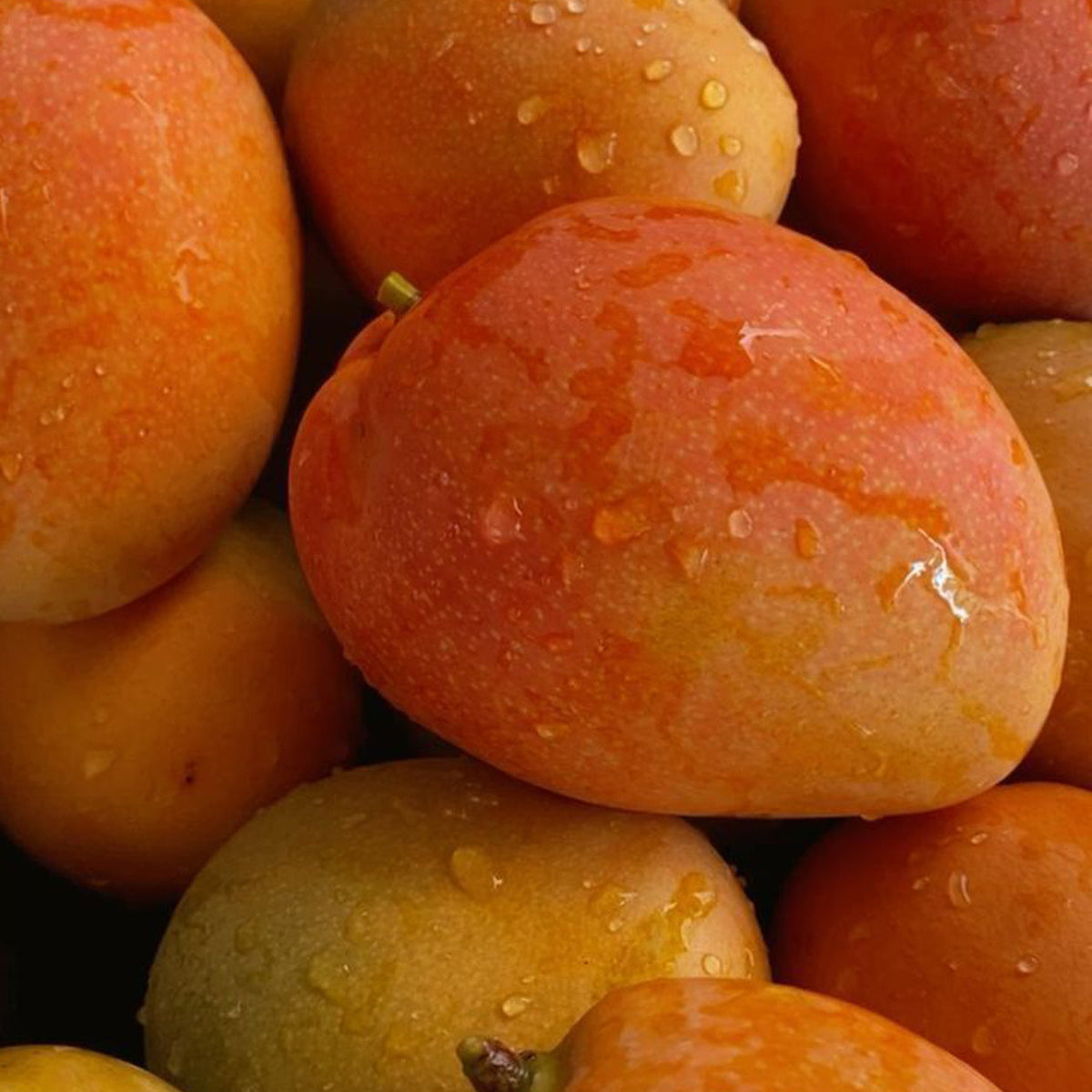 Mango fruit plant with ripe sweet mangoes growing naturally in a home garden