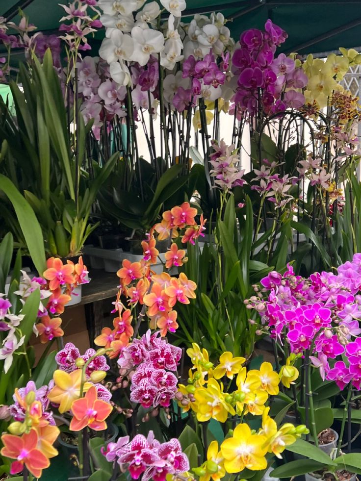 Orchid plants