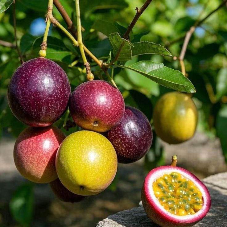 Fruit Plants (Exotic)