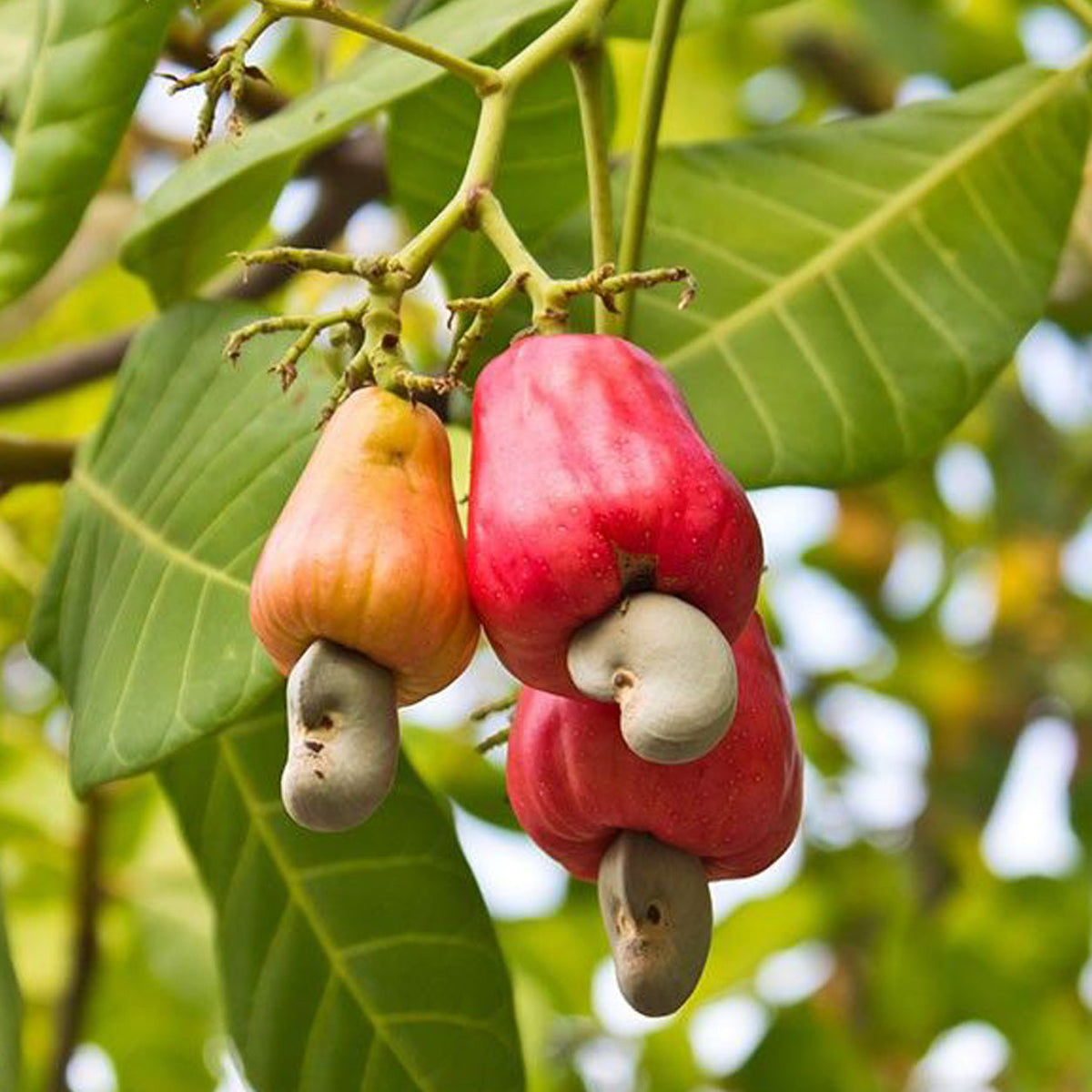 Cashew Apple plant with ripe cashew apples and nuts growing naturally