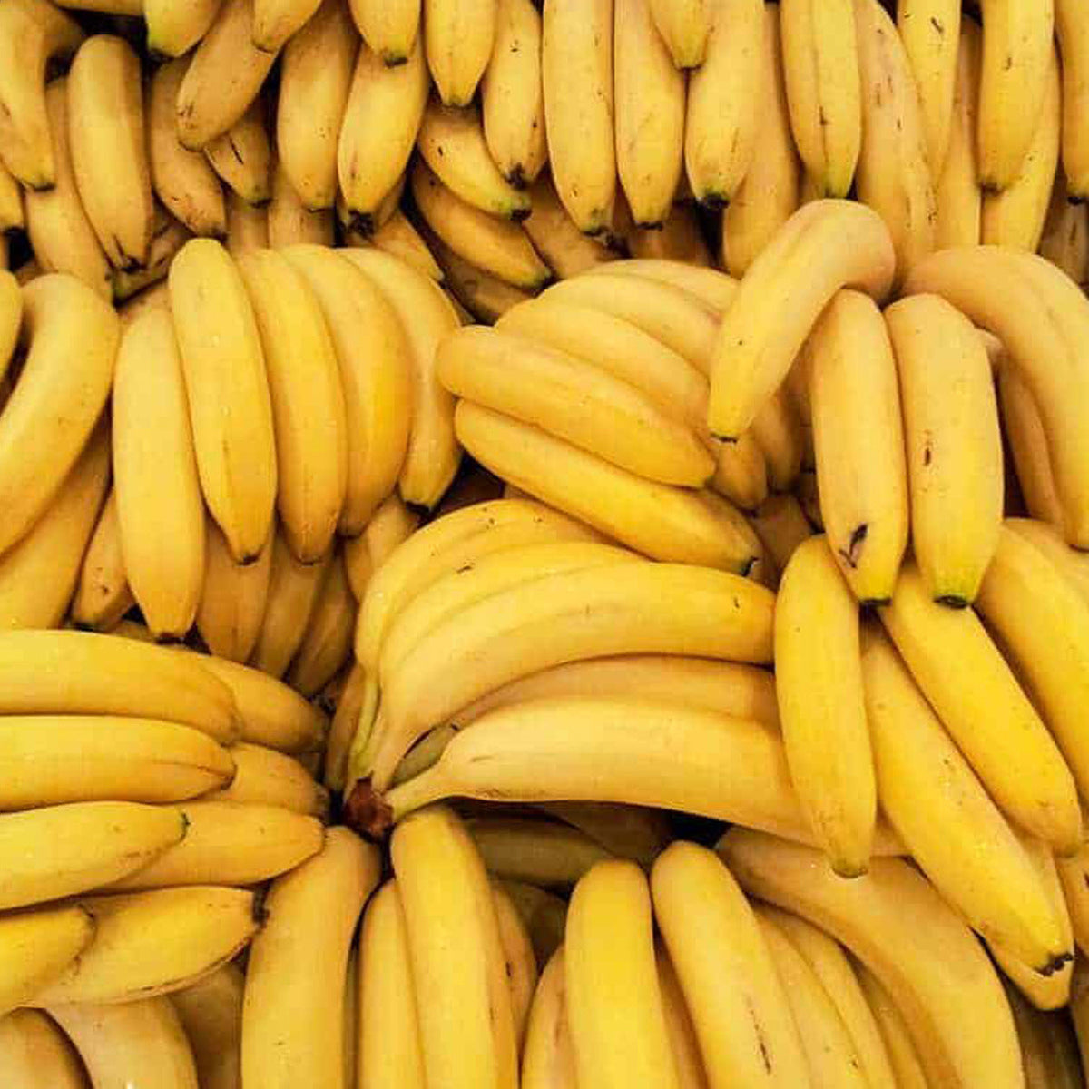Banana plant with healthy bunches of ripe bananas growing naturally