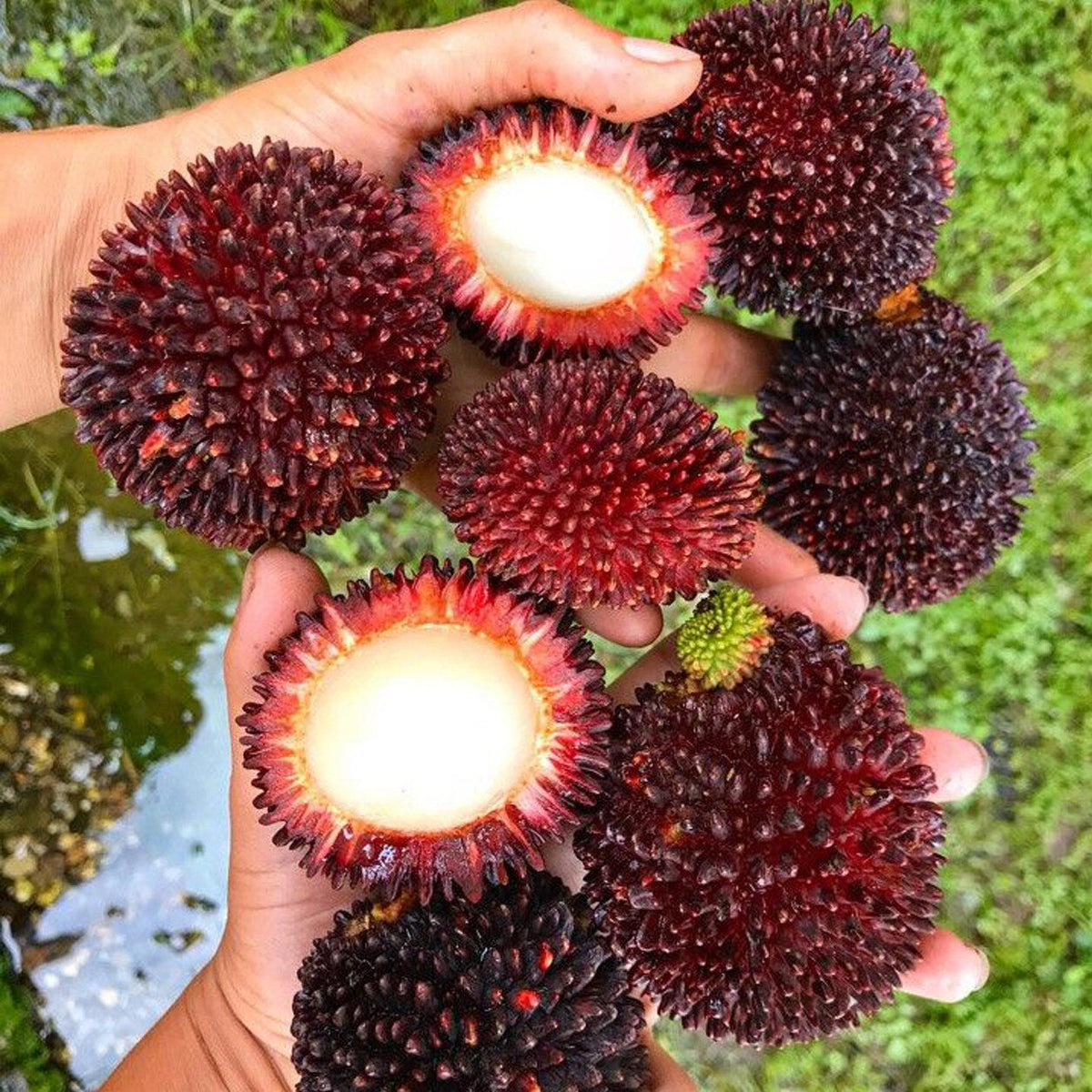 Pulasan Fruit Plant – Healthy live exotic tropical fruit tree