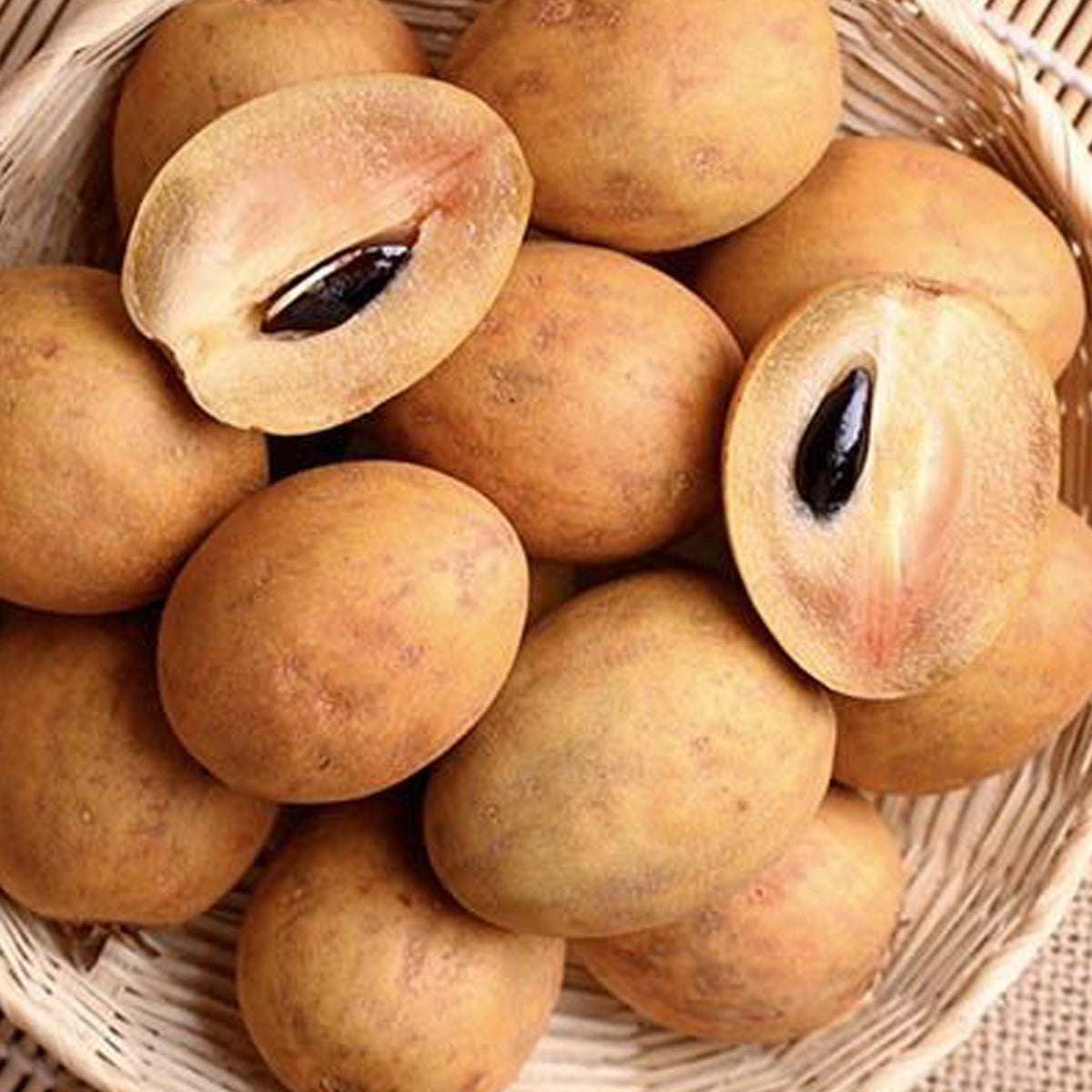 Sapota (Chikoo) Fruit Plant – Healthy live fruit tree for home gardens