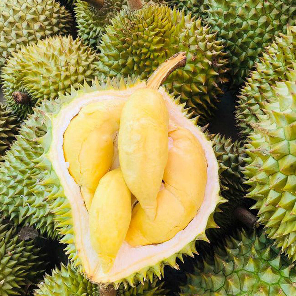 Durian fruit plant with ripe tropical fruits growing naturally