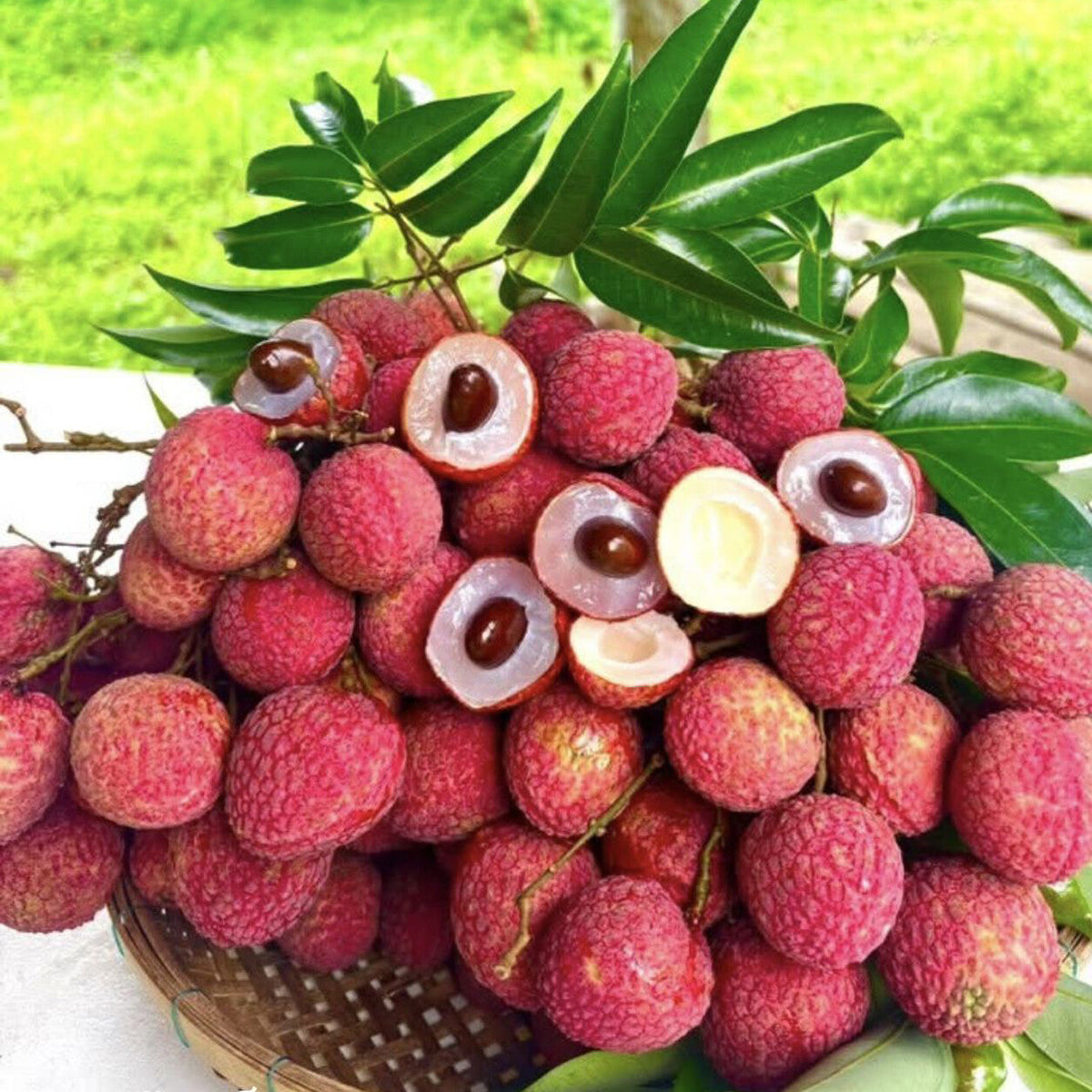 Lychee fruit plant with ripe sweet tropical fruits growing naturally