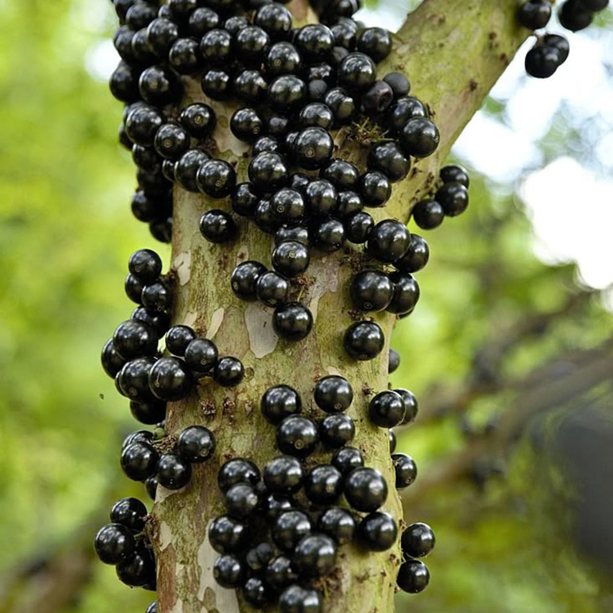 Jabuticaba fruit plant with grape-like fruits growing on the trunk