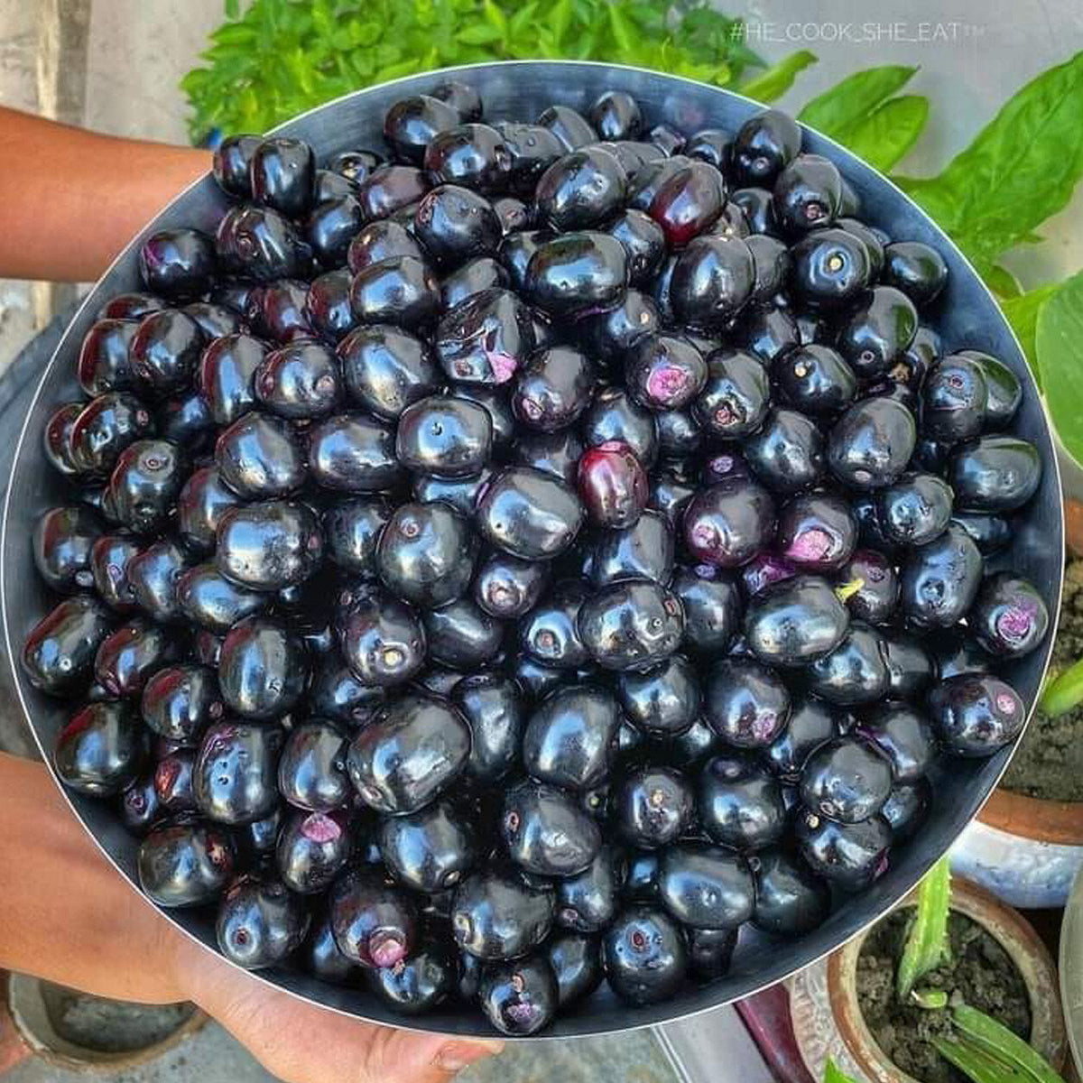 Jamun fruit plant with ripe purple fruits growing naturally in a home garden