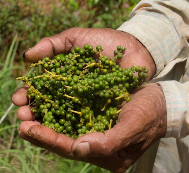 Spice Plant