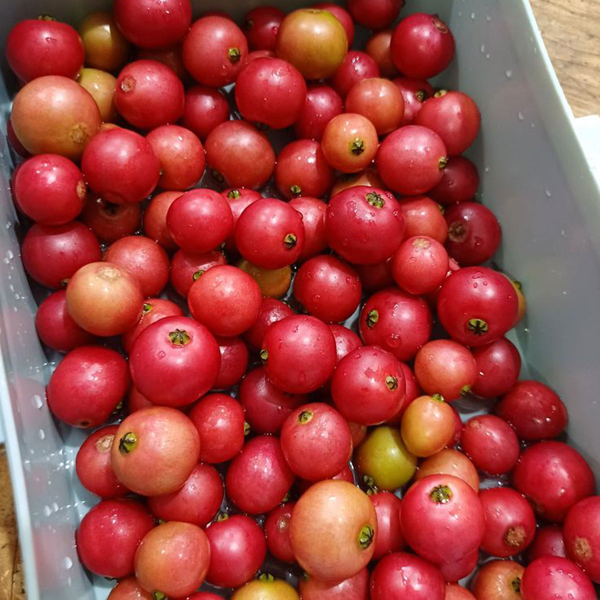 Lovlolika (Luvika) fruit plant with ripe tropical fruits growing naturally