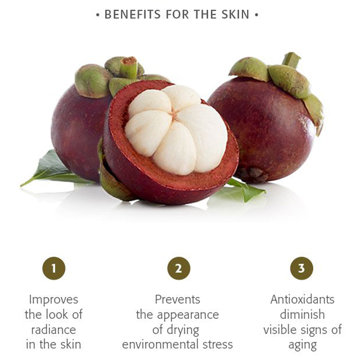Mangosteen fruit plant with ripe purple tropical fruits growing naturally