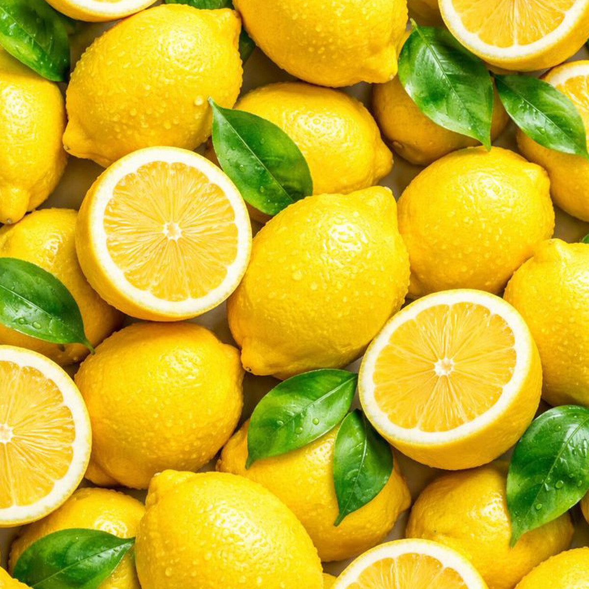 Lemon fruit plant with ripe yellow citrus fruits growing naturally