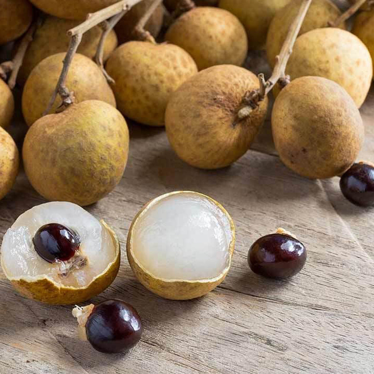 Longan fruit plant with ripe sweet tropical fruits growing naturally