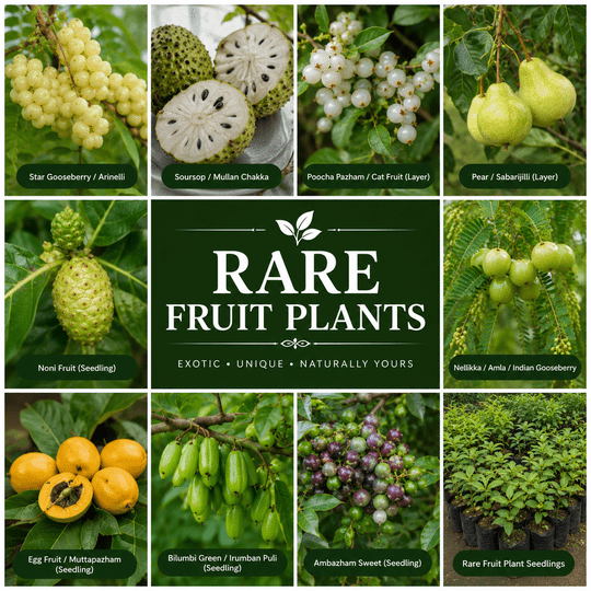 RARE FRUIT PLANTS