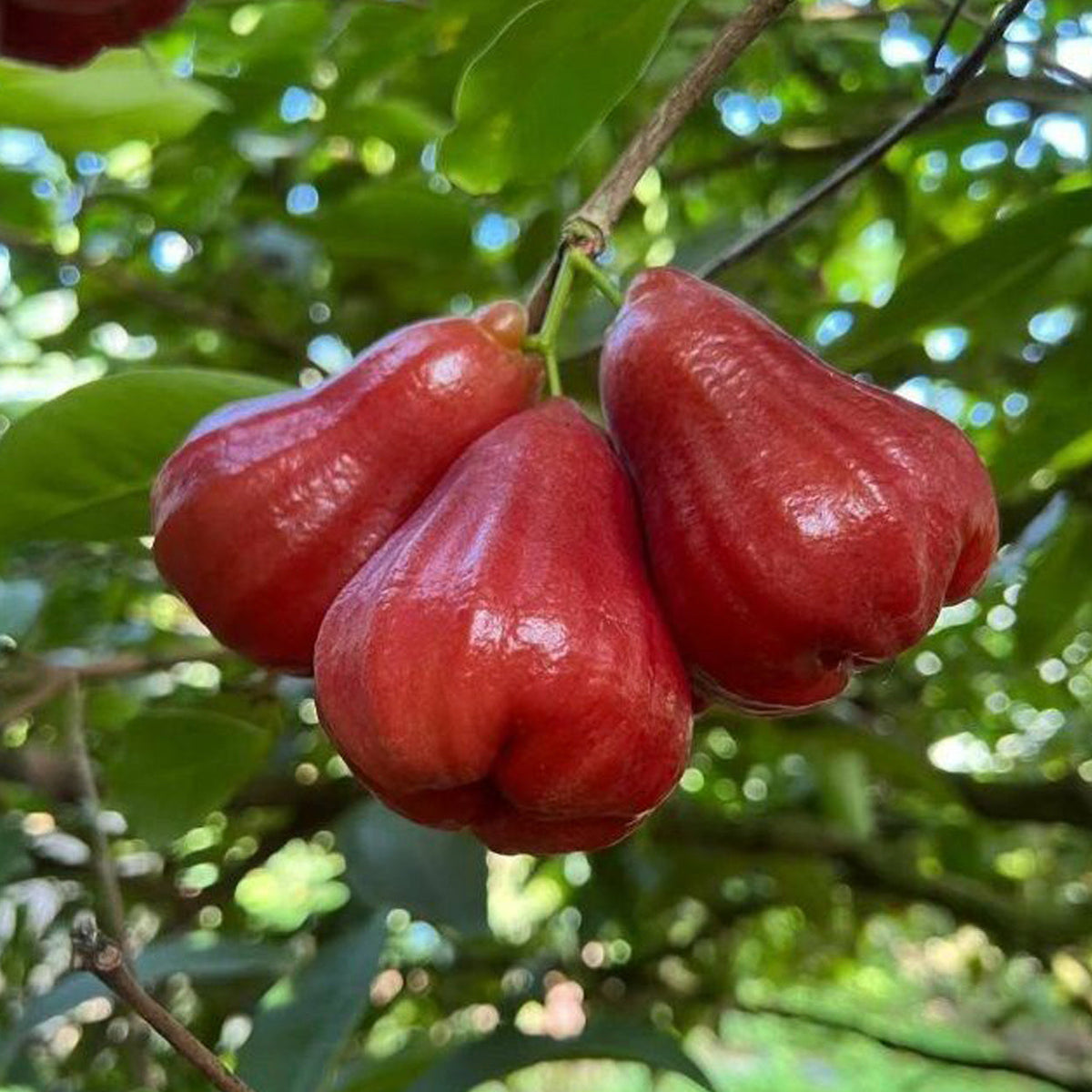 Wax Apple Fruit Plant (Syzygium samarangense) – Healthy live tropical fruit plant