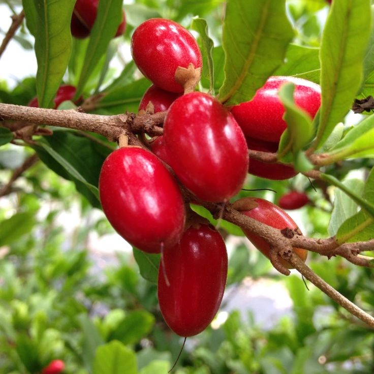 Miracle Fruit plant with ripe berries growing naturally in a tropical garden