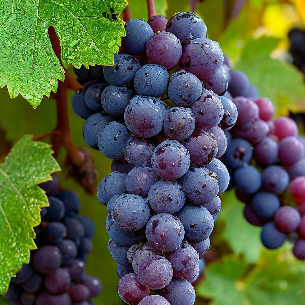Grape vine with ripe sweet grapes growing naturally in a home garden