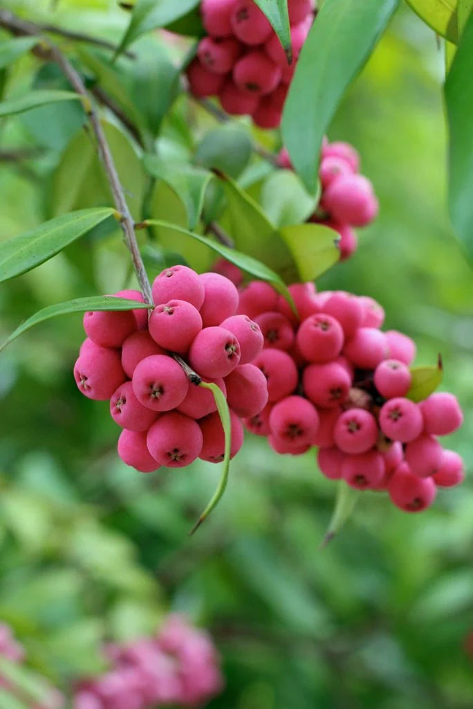 Exotic fruit plants collection featuring rare tropical fruit plants for home gardens and orchards