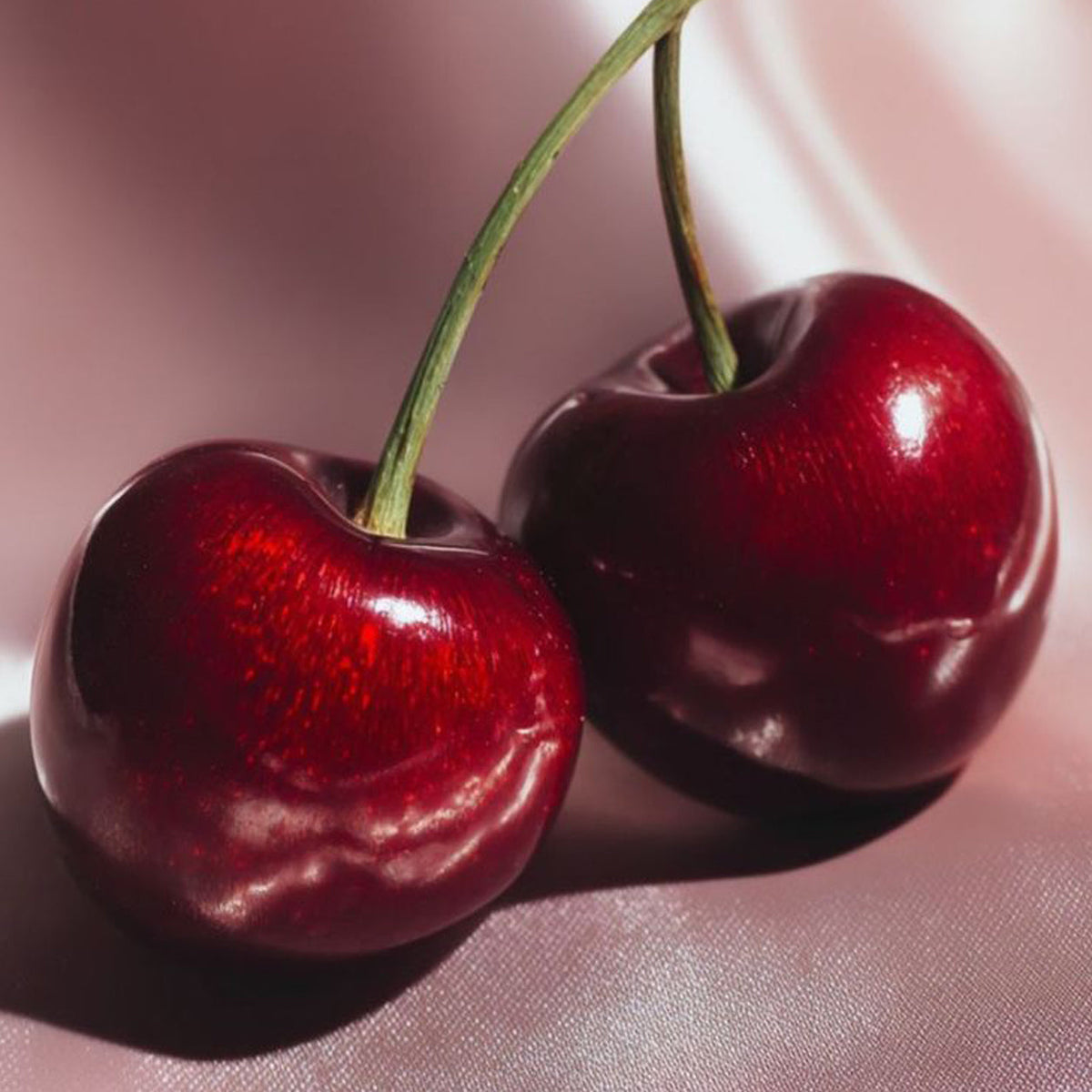 Cherry fruit plant with ripe red cherries growing naturally in a home garden