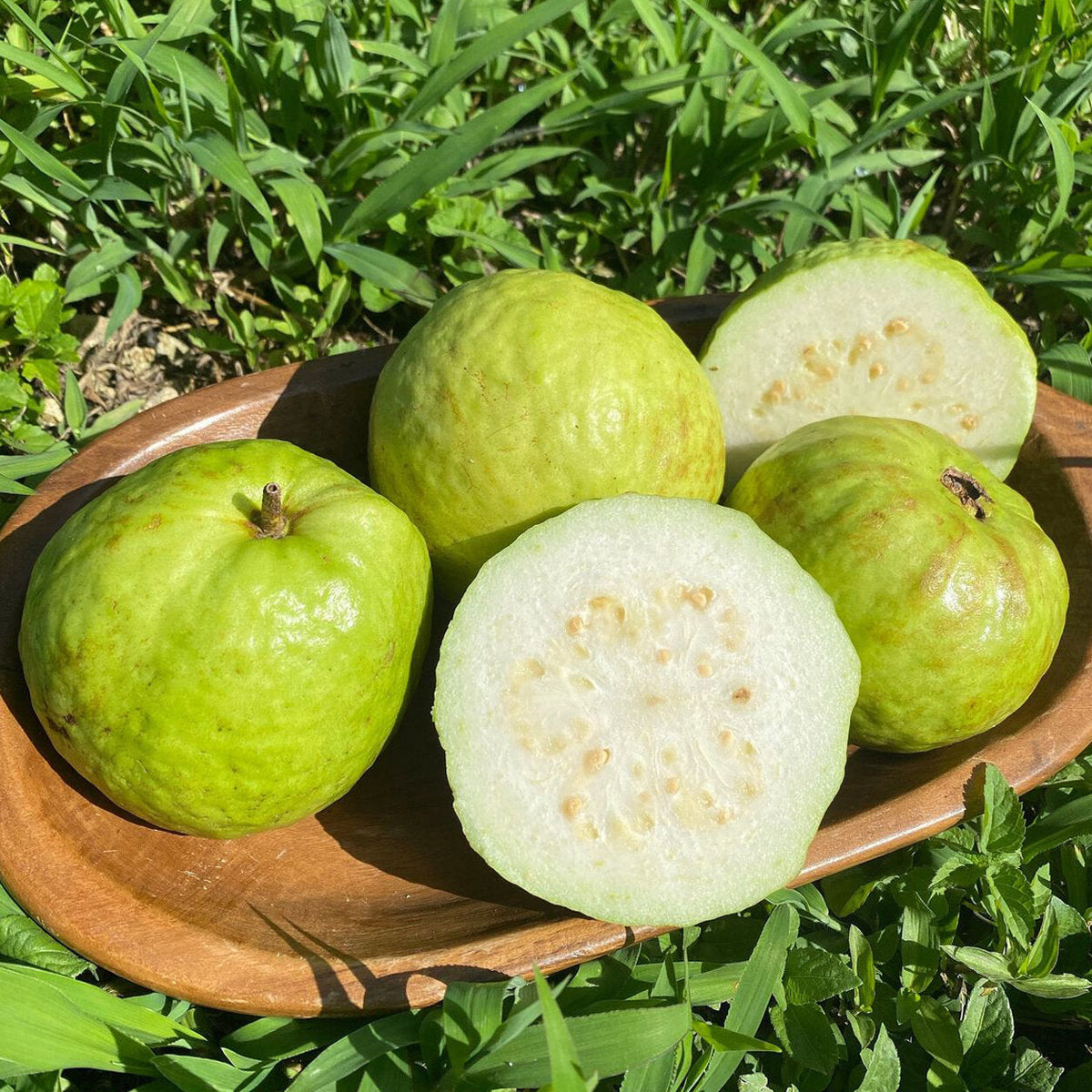 Guava fruit plant with ripe tropical fruits growing naturally in a home garden