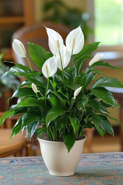 Indoor Plants