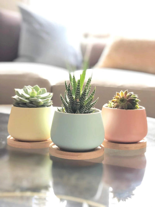 Pot & Accessories