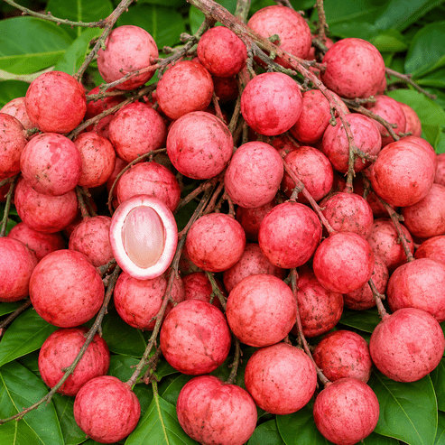 Mooty Fruit plant with ripe tropical fruits growing naturally in a home garden