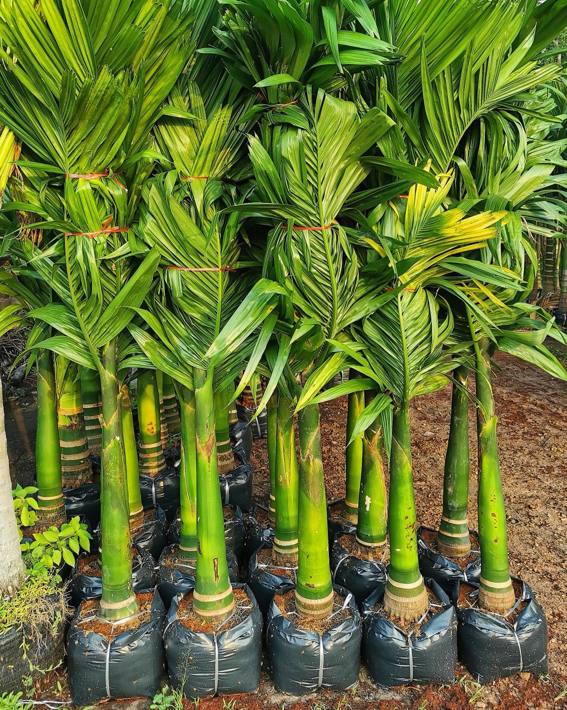 Kavungu / Areca Nut Palm (Inter C Mangala) Plant | Dwarf Variety
