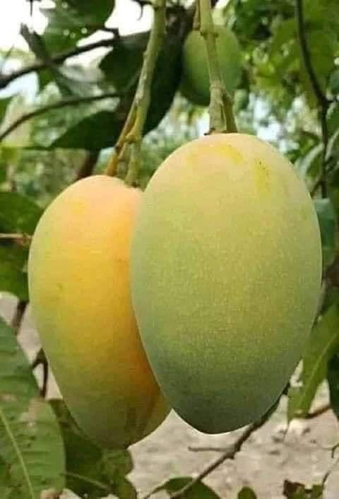 Mango (Chandrakaran, Graft) Fruit Plant