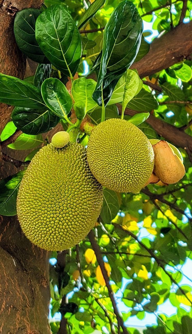 Jackfruit (Malaysian J-33, Budded) Fruit Plant