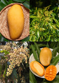 Mango (Mallika, Graft) Fruit Plant