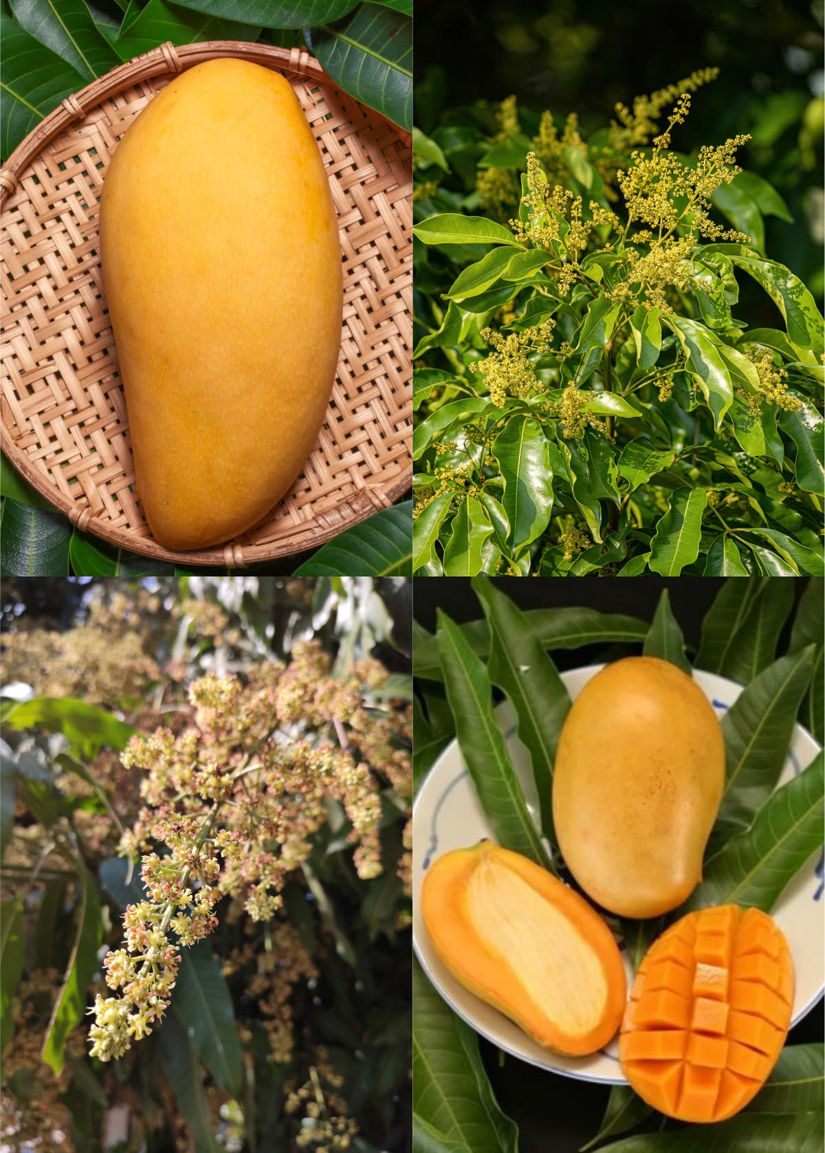 Mango (Mallika, Graft) Fruit Plant