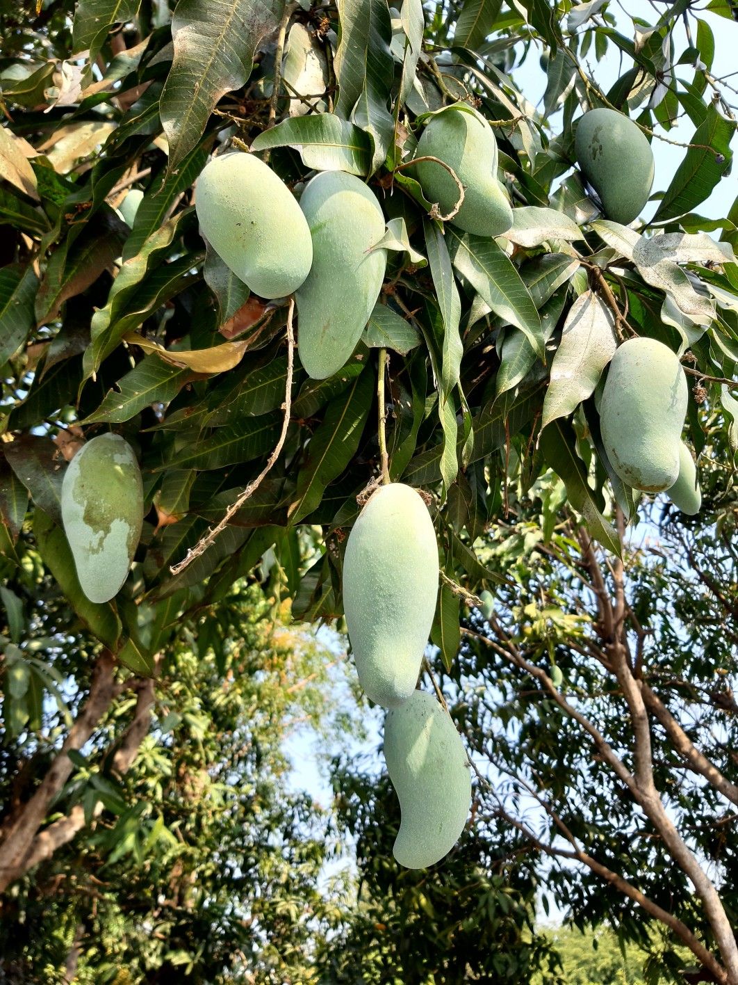 Mango (Kilichundan, Graft) Fruit Plant