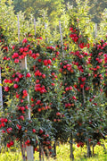 Apple (Hrmn 99, Grafted) Fruit Plant | Hot Climate)