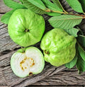 Guava / Perakka (1 K.G White Inside, Layer) Fruit Plant