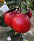Red Pomelo (Layering) Fruit Plant