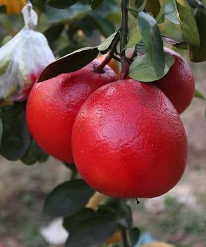 Red Pomelo (Layering) Fruit Plant