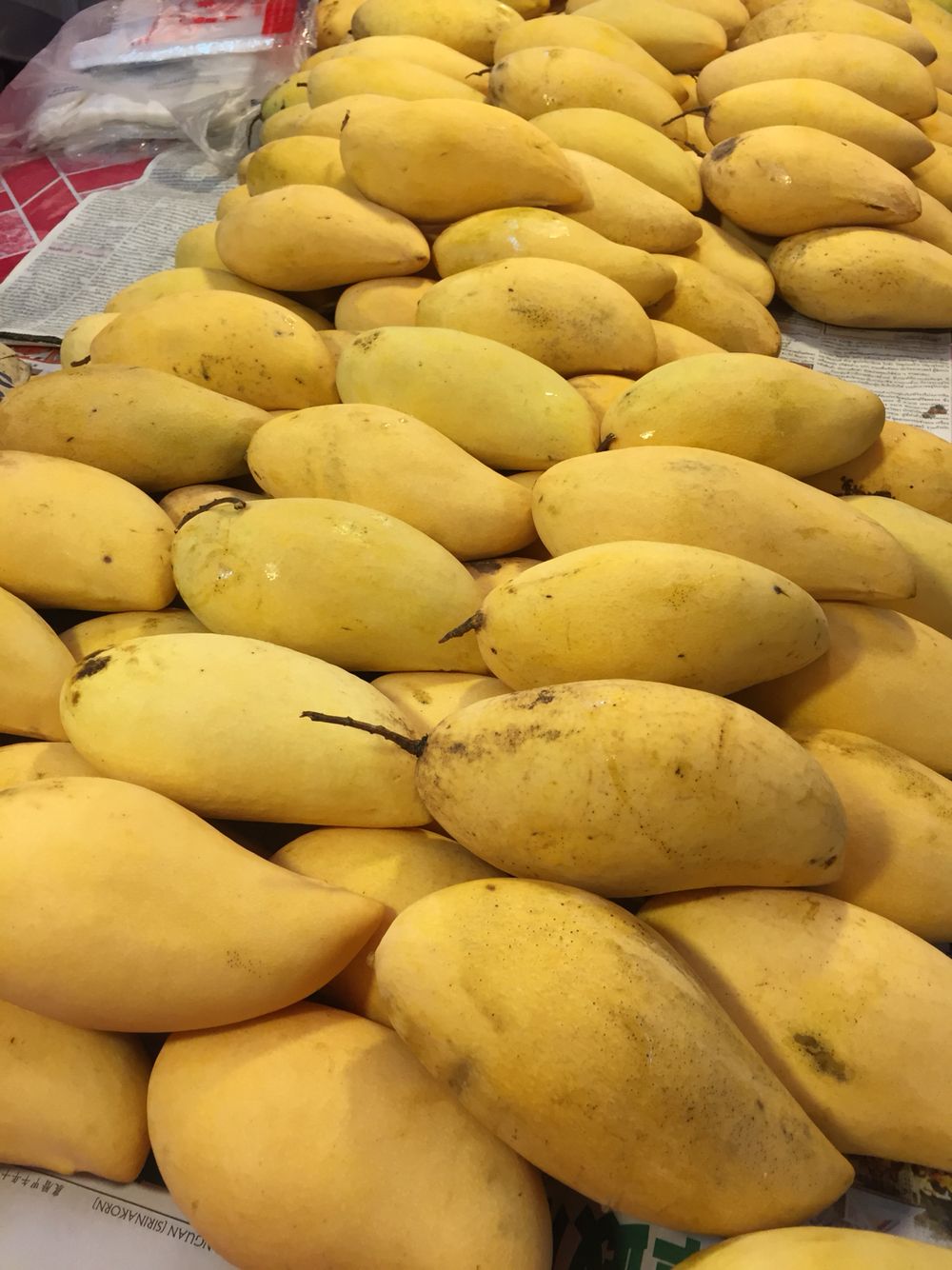Thailand Mango (Super Queen, Graft) Fruit Plant