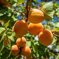 Apricot (Seedling) Fruit Plant