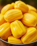 Jackfruit (Thenvarikka, Budded) Fruit Plant | Honey Jack