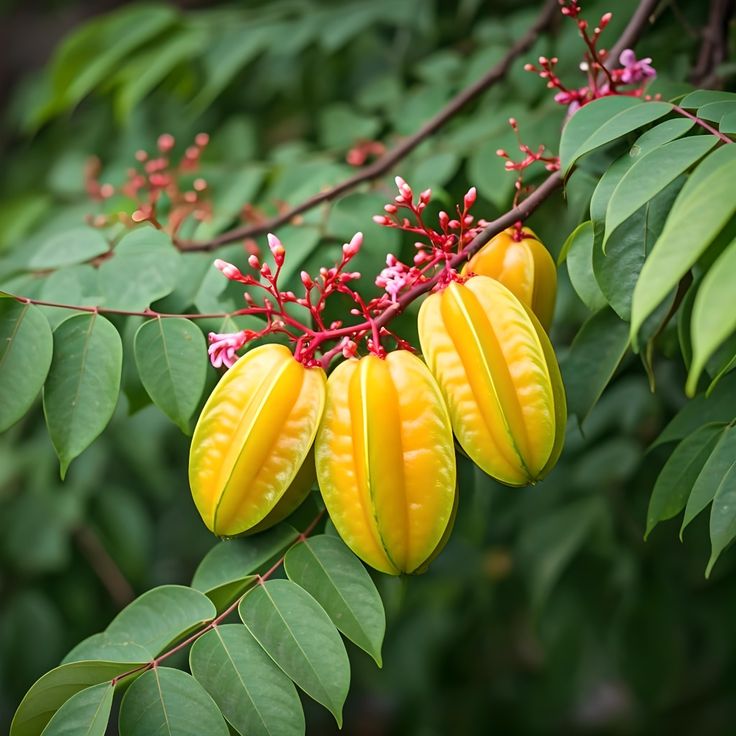 Star Fruit / Kamrak / Carambola (Layering) Fruit Plant
