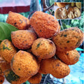 Korn Fruit (Seedling) Fruit Plant