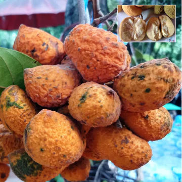 Korn Fruit (Seedling) Fruit Plant