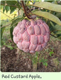 Custard Apple / Seethapazham (Red, Graft) Fruit Plant