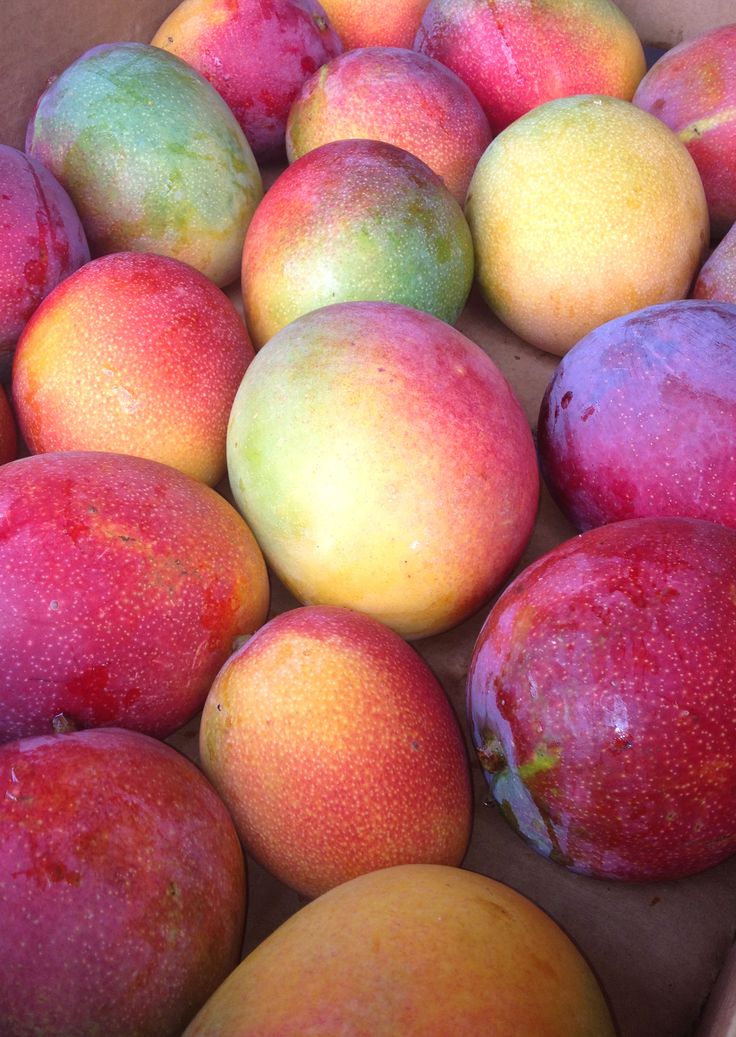Thailand Mango (Jumbo Red, Graft) Fruit Plant
