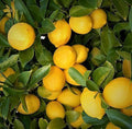 Cherunaranga / Lemon (Thailand Big, Layer) Plant