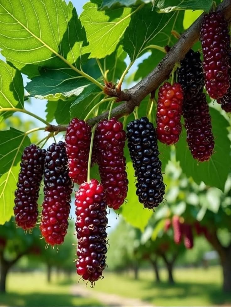 Mulberry (Pakistan, Layer) Fruit Plant | Long Mulberry